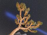Joshua Tree 026